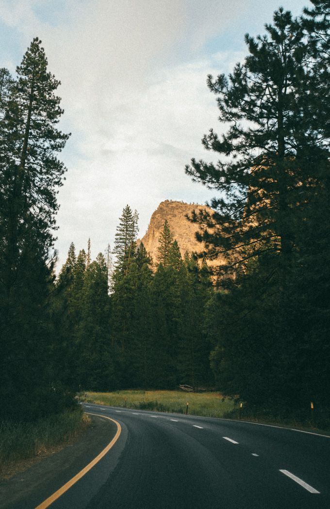 Road through pine forest